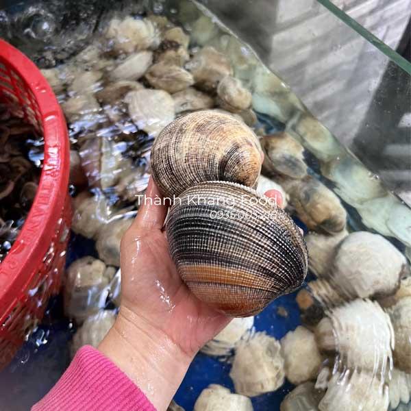 Sò Bung ( sò chén) hàng sống thả bể, có size lớn