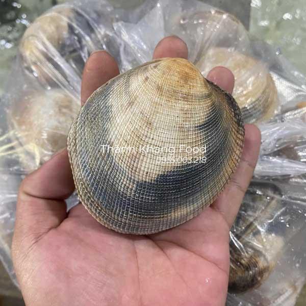 Sò Bung ( sò chén) giá bao nhiêu tiền 1kg