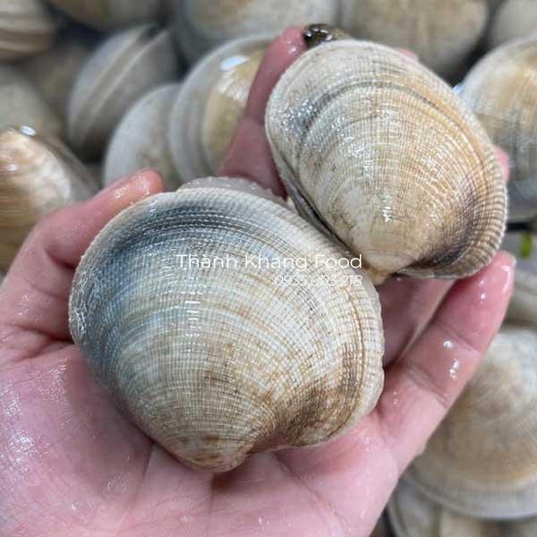Sò Bung ( sò chén), đảm bảo hàng luôn sống, được đánh bắt nhập mới về trong ngày