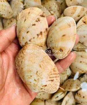 Bán sỉ lẻ sò mía trắng, hay còn gọi là nghêu 2 cồi, giá tốt nhất tại Đà Nẵng và Toàn Quốc