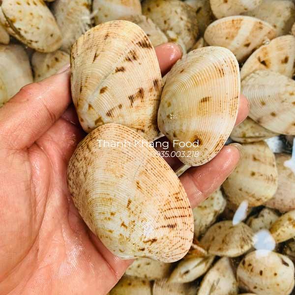 Bán sỉ lẻ sò mía trắng, hay còn gọi là nghêu 2 cồi, giá tốt nhất tại Đà Nẵng và Toàn Quốc