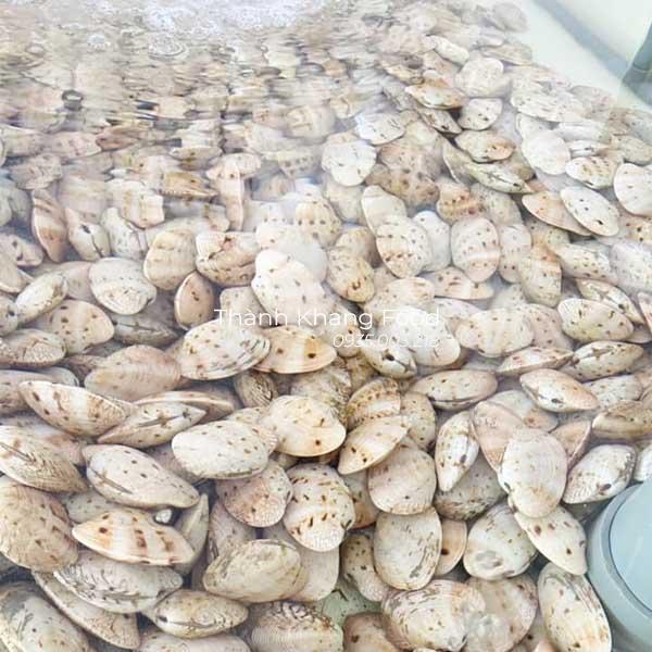 Sò mía trắng ( nghêu 2 cồi ) hàng thả bể sống khỏe, kích cỡ lớn