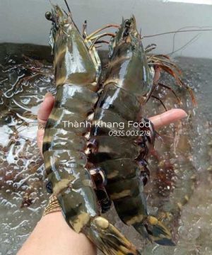Tôm sú tươi loại 10 con kg, tôm sú lớn nhất