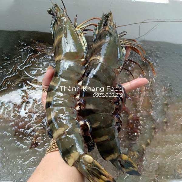 Tôm sú tươi loại 10 con kg, tôm sú lớn nhất