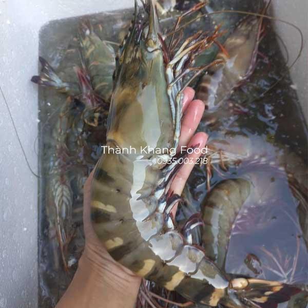 Bán Tôm sú tươi loại 10 con kg tại Đà Nẵng và giao hàng toàn quốc