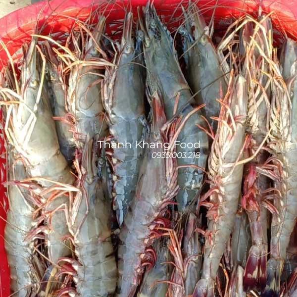Giá tôm sú tươi loại 15 con/kg