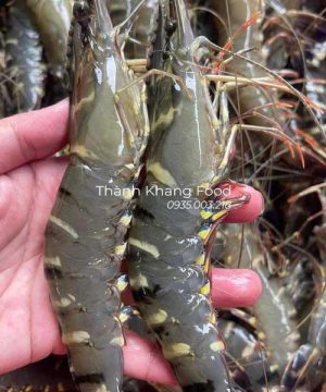 Tôm sú tươi loại 30 con/kg giá rẻ, tôm tươi, đẹp tại Đà Nẵng và có giao hàng toàn quốc