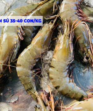 Bán tôm sú tươi size 35 con 40 con tại Đà Nẵng và GH toàn quốc