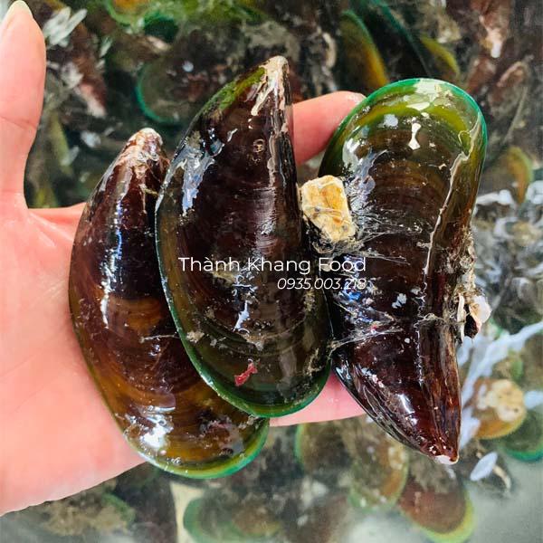 vẹm xanh tươi sống tại Đà Nẵng và có giao hàng đi toàn quốc