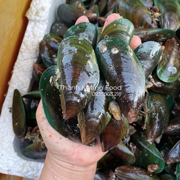 Bán Vẹm Xanh tươi sống tại Đà Nẵng & đóng hàng đi toàn quốc