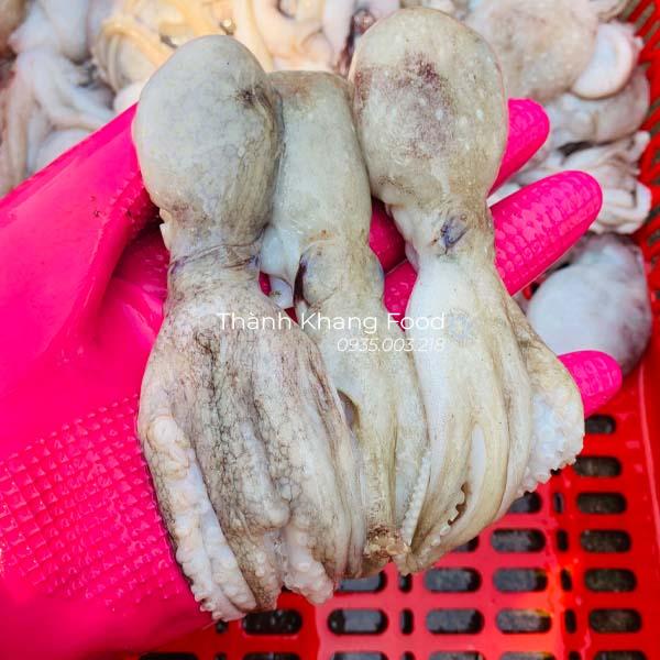 bạch tuộc baby tươi tại đà nẵng và GH toàn quốc