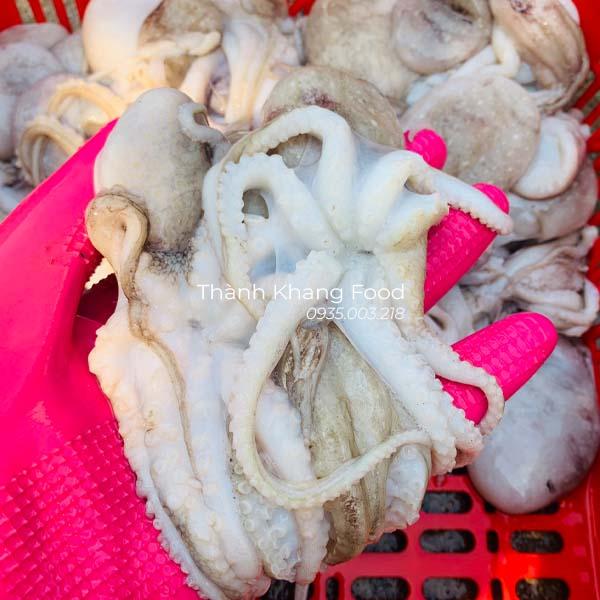 Bạch tuộc baby tươi tại Đà Nẵng