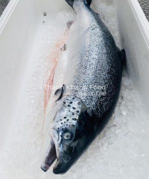 Cá hồi Na Uy tươi nhập khẩu giá bao nhiêu tiền 1kg?