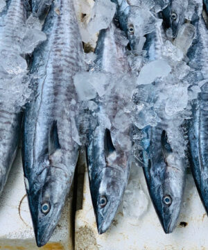 Bán cá thu biển tại đà nẵng và giao hàng toàn quốc